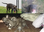 i have 8 blue nose pitbull puppies for sale$250 a got to see deal 